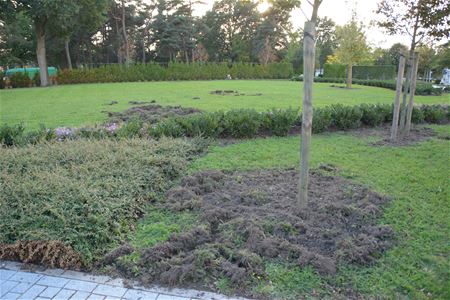 Schrikdraad en nadar tegen varkens op kerkhof