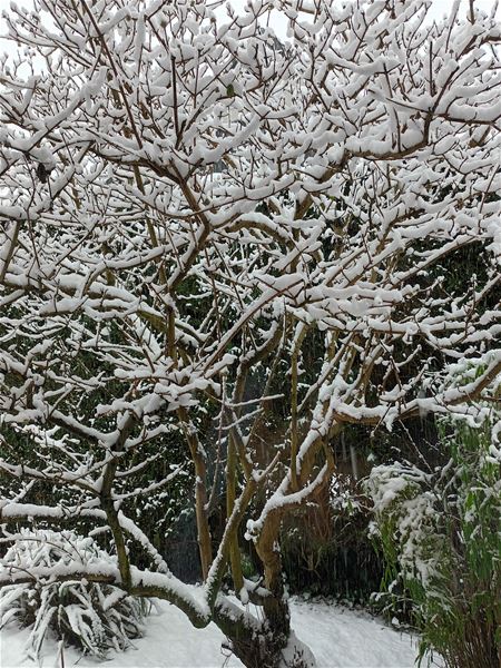 Sneeuw kan ook mooi zijn