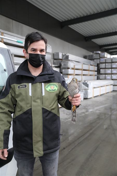Sperwer moest in groot magazijn gevangen worden