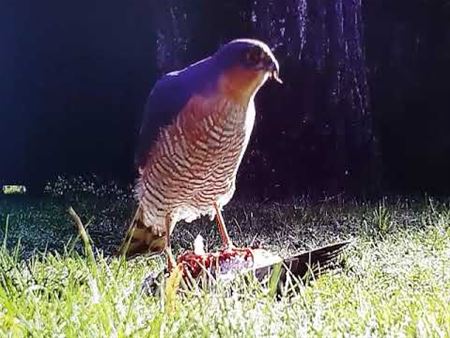 Sperwer verorbert duif in Zolder