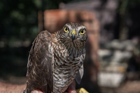 Sperwer was echte pechvogel