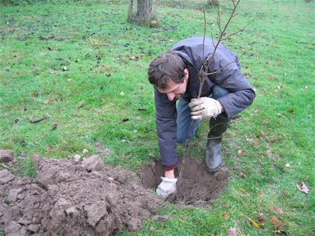 Start van inheemse plantenverkoop