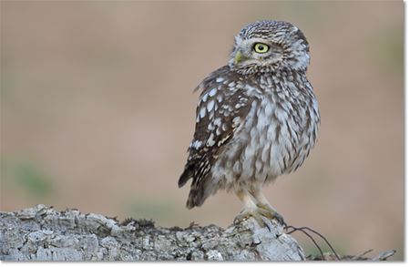 Steenuil is vogel van het jaar