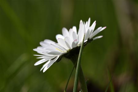 Straks begint de lente