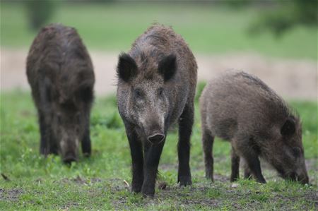 Stroomdraad en jacht toegelaten op Galgenberg