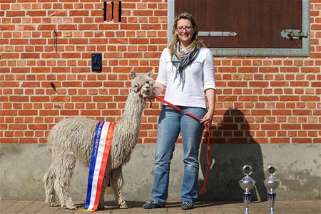 Suri Alpacas zijn kampioenen