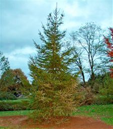 Symbolische kerstboomverlichting op 12 december