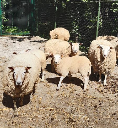 't Is weer erg druk in het VZOC