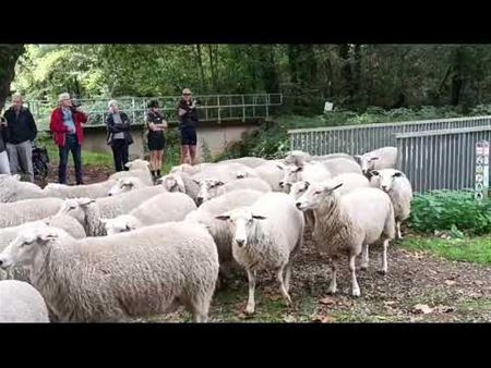 't Was van kunnen maar niet willen