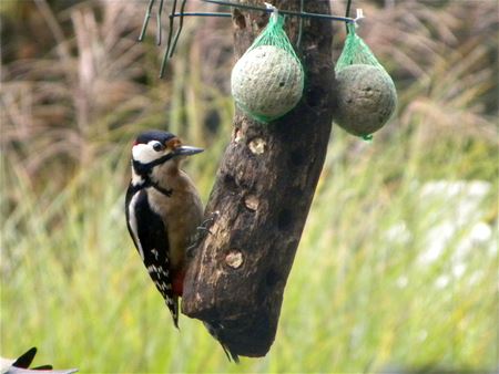 Tel de vogels in je tuin