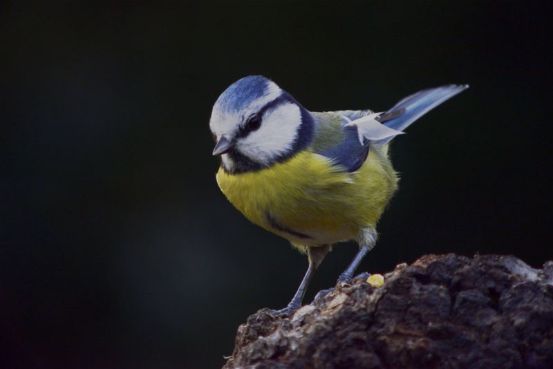 Tel dit weekend de vogels in je tuin