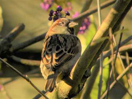 Tel je ook de huismussen in je tuin?