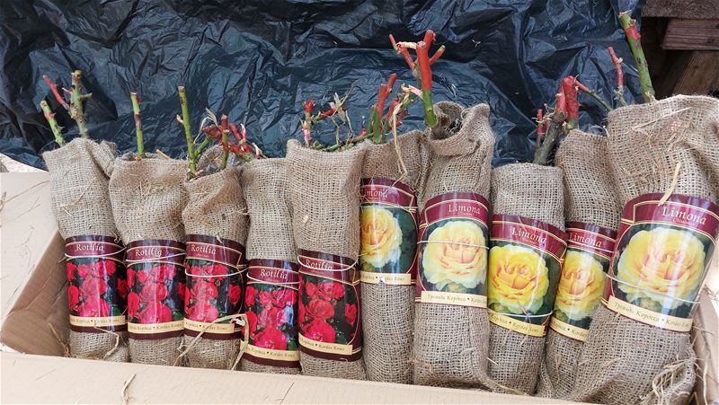 Toch nog rozen uit Oekraïne weggeraakt