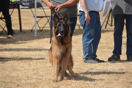 Top van Duitse herders demonsteert op Helzold