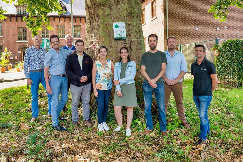 TreeTag voor oude plataan aan Domherenhuis