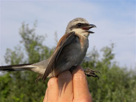 Trekvogels van hier en ginder (1)