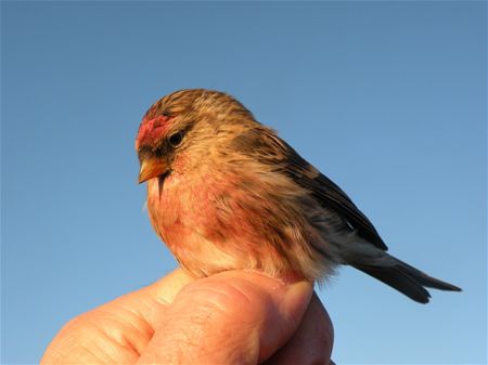 Trekvogels van hier en ginder (11)