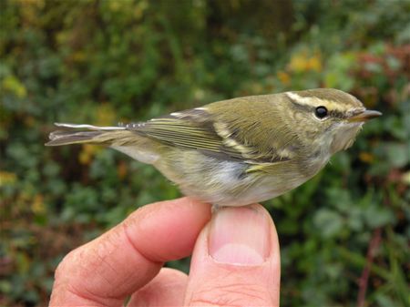 Trekvogels van hier en ginder (12)