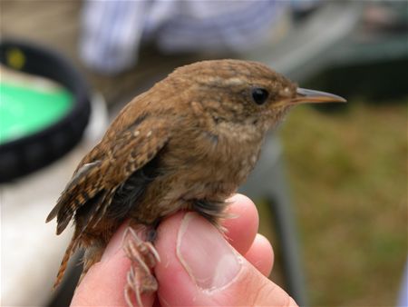 Trekvogels van hier en ginder (12)