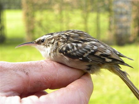 Trekvogels van hier en ginder (13)