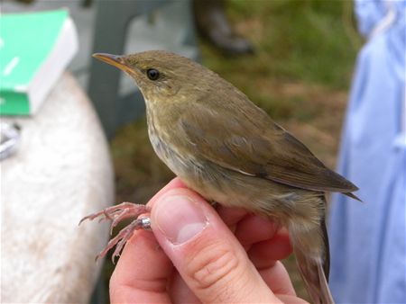 Trekvogels van hier en ginder (13)