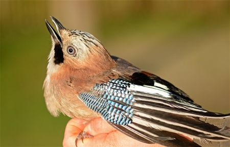 Trekvogels van hier en ginder (14)