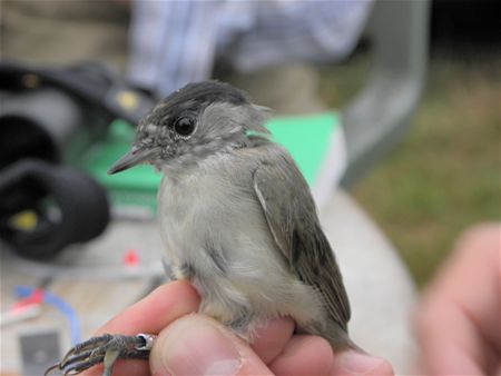 Trekvogels van hier en ginder (14)