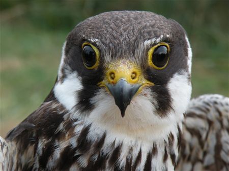 Trekvogels van hier en ginder (15)