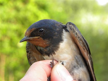 Trekvogels van hier en ginder (15)