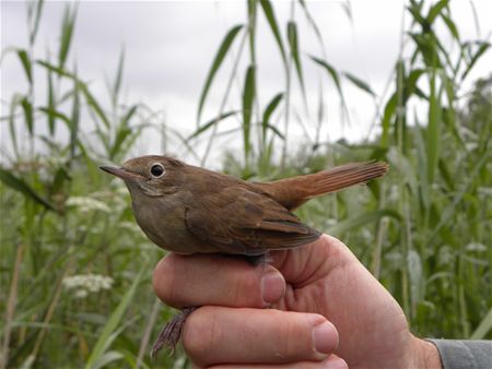 Trekvogels van hier en ginder (16)