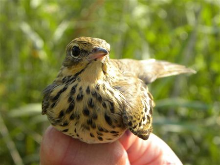 Trekvogels van hier en ginder (17)