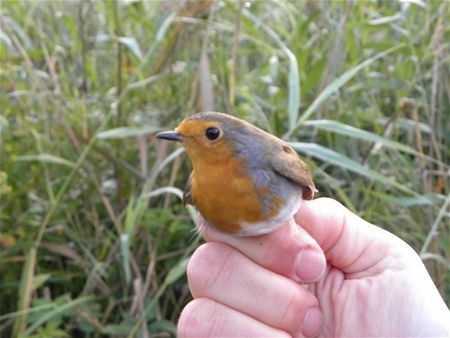 Trekvogels van hier en ginder (18)