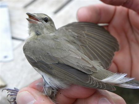 Trekvogels van hier en ginder (19)