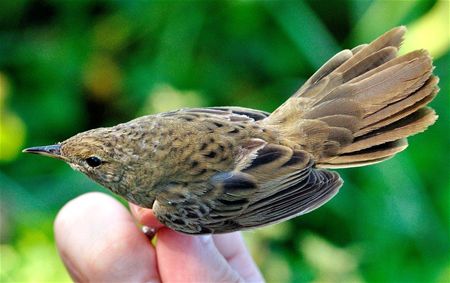 Trekvogels van hier en ginder (2)