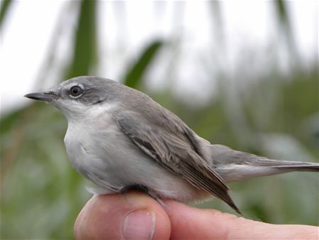 Trekvogels van hier en ginder (20)