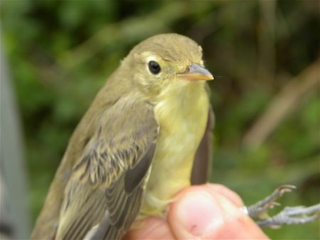 Trekvogels van hier en ginder (21)