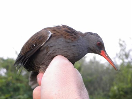 Trekvogels van hier en ginder (22)