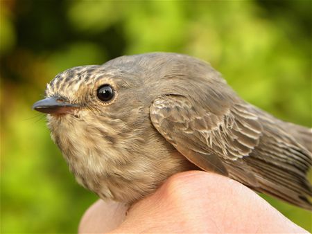 Trekvogels van hier en ginder (23)