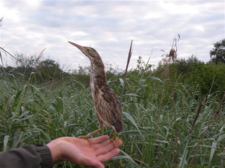 Trekvogels van hier en ginder (24)