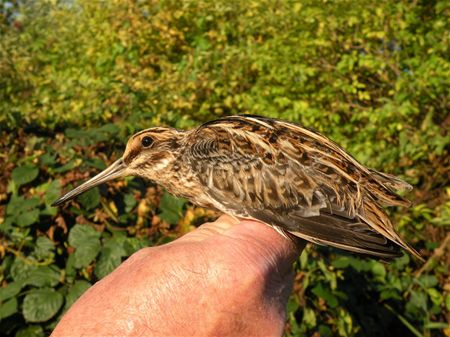 Trekvogels van hier en ginder (3)