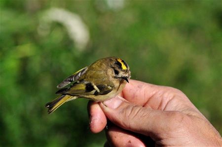 Trekvogels van hier en ginder (4)