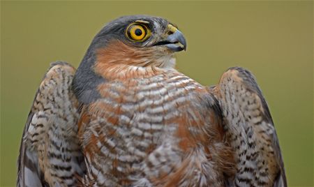 Trekvogels van hier en ginder (5)