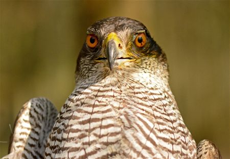 Trekvogels van hier en ginder (6)