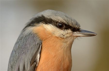 Trekvogels van hier en ginder (7)