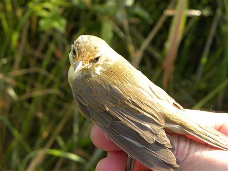 Trekvogels van hier en ginder (7)
