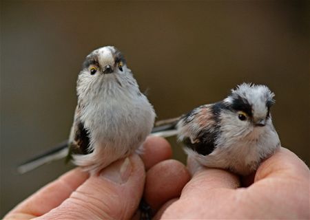 Trekvogels van hier en ginder (8)