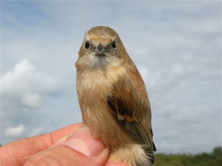 Trekvogels van hier en ginder (9)