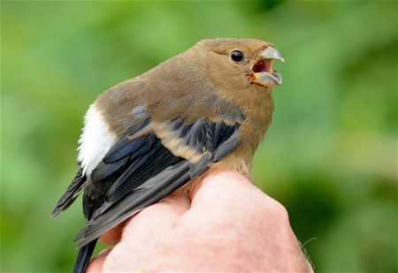 Trekvogels van hier en ginder (slot)