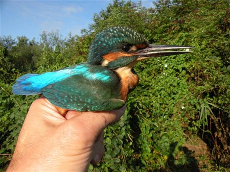 Trekvogels van hier en ginder (slot)