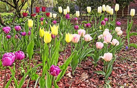 Tulpen uit Amster.... euh Zolder